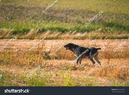 254 German Wirehaired Pointing Dog Images, Stock Photos & Vectors |  Shutterstock