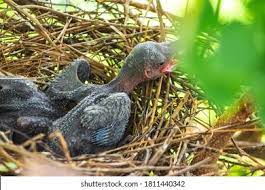 Baby Crow Images Stock Photos Vectors Shutterstock