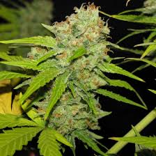 Mandala strains are famous for their exceptional performance and top grade marijuana. Poochie Love Von Archive Seed Bank Cannabis Sorten Infos
