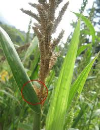Image result for Echinochloa brevipedicellata