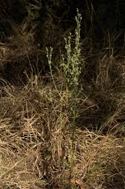 Image result for Neojeffreya