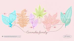 Image result for Cannabaceae