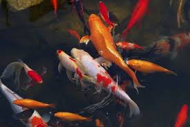 Pregnant Koi Fish Cuteness Koi Carp Fish Koi Carp Fish