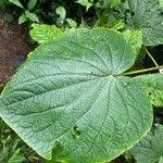 Image result for Piper umbellatum