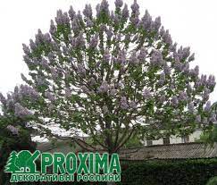 Ботаническое описание и родина растения. Pavlovniya Vojlochnaya Adamovo Derevo Paulownia Tomentosa Cena Kupit Kiev Uhod Posadka Opisanie Foto