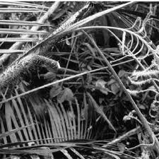 Image result for Eremospatha haullevilleana