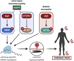 Air filters by vehicle manufacturer. Pharmacological Manipulation Of Translation As A Therapeutic Target For Chronic Pain Pharmacological Reviews
