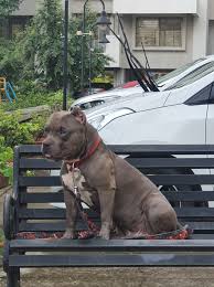 When compared with the english staffordshire bull terrier, the american pit bull terrier is l. American Pitbull Terrier Apbt India