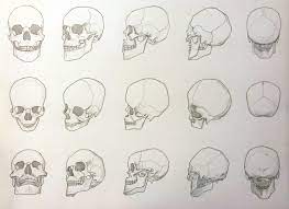 Andrew Loomis 3 4 View Heads Google Search Andrew Loomis Anatomy Drawing Loomis