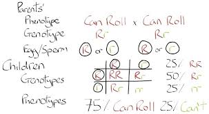 5 Variation Inheritance National 5 Biology