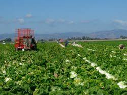 Photos, this page and cover: California Association Of Pest Control Advisors Capca Archives California Agriculture News California Agriculture
