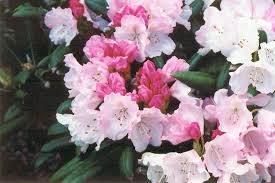 Crete Rhododendron Rhododendron Yakushimanum 39 Crete 39 At Weston Nurseries Rhododendron Part Shade Flowers Crete