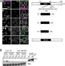 They're found in every animal and as well as plant cells while in plants they are larger in size. Control Of Vacuole Membrane Homeostasis By A Resident Pi 3 5 Kinase Inhibitor Pnas
