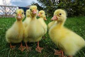 To hatch a clutch, you must be attuned to the state of the eggs throughout incubation. Hatching Duck Eggs Can Chickens Hatch Ducks Backyard Poultry