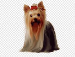 View dog breeds with coats. Yorkshire Terrier Golden Retriever Maltese Dog Boston Terrier Puppy Long Haired Dog Wearing A Bow Mammal Black Hair Animals Png Pngwing