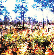 Image result for Sorghastrum fuscescens