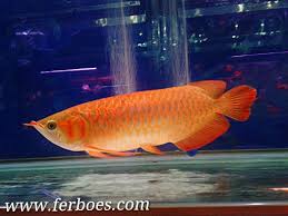 Mimpi dapat ikan mempunyai arti bahwa anda akan mendapatkan rezeki atau keberuntungan 1732 dan 7732 = ikan mas mati. Ikan Arwana Mati Saat Dijual Ferboes Com