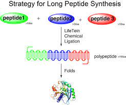 In this video i explain the process of polypeptide synthesis. Peptide Synthesis Long Peptide Synthesis