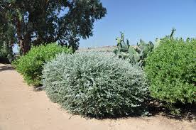Image result for Teucrium