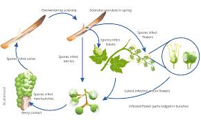 Image result for Botrytis cinerea