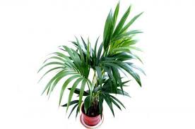 They are a neat palm, with a single. How To Care For A Kentia Palm Tree Watering Light Feeding Tips