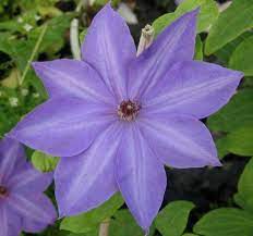 We did not find results for: Clematis Elsa Spath Taylors Clematis