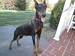 **our goal is to breed dogs with proper if there are any available pups after they are whelped, we will post in our puppy group. Doberman Pinscher Puppies For Sale In Lexington Kentucky Classified Americanlisted Com