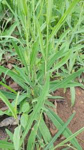 Image result for Launaea cornuta