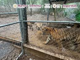 Detienen a líder de una facción del Cártel del Noroeste en Nuevo León -