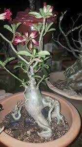 Kami menjual pokok bunga kemboja dan juga baja. Bonsai Kemboja Adenium Desert Rose Cik Lela