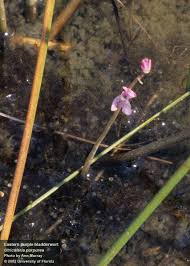 Image result for Utricularia arenaria