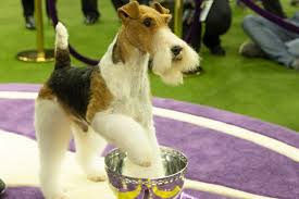 Thus westminster dog show 2021 is a great event when you consider the number of participants' activity. 2021 Westminster Dog Show At Lyndhurst Will Not Be Open To Spectators River Journal Online News For Tarrytown Sleepy Hollow Irvington Ossining Briarcliff Manor Croton On Hudson Cortlandt And Peekskill