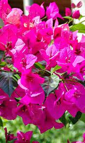 Bougainville Flower Png Images Types Of Flowers Summer Vine