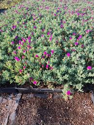 Image result for Lampranthus