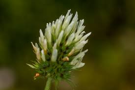 Image result for Trifolium squarrosum