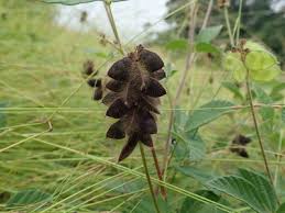 Image result for Eriosema parviflorum
