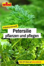 Petersilie Pflanzen Selbst De In 2020 Petersilie Pflanzen Petersilie Pflanzen