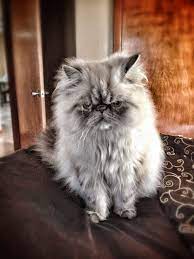 Honestly You Humans Drive Me Nuts Especially When You Run Out Of Treats Announced An Angry Kitty Cat Cats Persian Cat Angry Cat