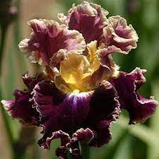 Montmartre Tall Bearded Iris Rhizome Iridaceae 1 Bulb Rhizome By Treasuresbylee Http Www Amazon Com Dp B00du13r4c Re Iris Flowers Iris Garden Bearded Iris