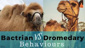 There are two species of bactrian camel: Bactrian Vs Dromedary Camel Behaviours Youtube