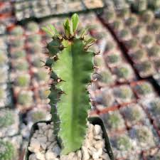 Image result for Euphorbia epicyparissias