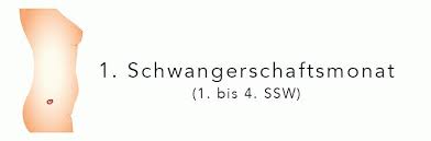 Es gibt die verschiedensten kursarten, ob. Schwangerschaftsmonate Im Uberblick Entwicklung Von Baby Mutter