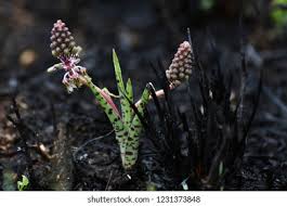 Image result for Ledebouria revoluta