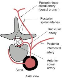 A longitudinal bundle of thin, unmyelinated and poorly myelinated fibres between the apex of the posterior horn and the. Anterior Spinothalamic Tract An Overview Sciencedirect Topics