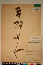 Image result for Lippia plicata