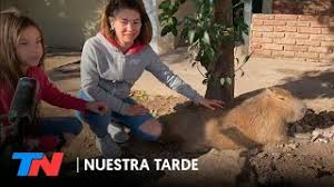 El leopardo, el jaguar, el león, el tigre y el leopardo de las nieves. Vecinos Impidieron Que La Gendarmeria Se Llevara Un Carpincho Que Una Familia Tiene Como Mascota Youtube