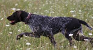 Image result for německý ohař drátosrstý stavba těla