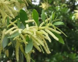 Image result for Eucalyptus angustissima