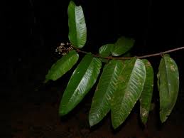 Image result for Vismia orientalis