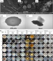 Image result for pseudomonas savastanoi pv nerii oleander symptoms